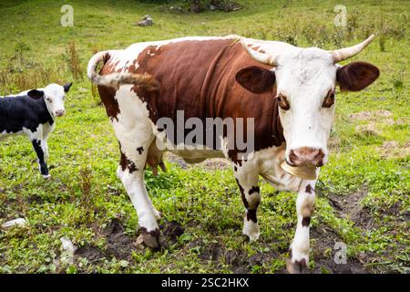 Eine braune und weiße Kuh steht schützend neben ihrem Kalb auf den malerischen Almwiesen von Alagna, Valsesia, Piemont, Italien und zeigt die Schönheit Stockfoto