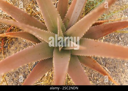 Ansicht von oben nach unten auf eine Aloe Vera Pflanze mit langen, gesprenkelten grünen Blättern, die nach außen strahlen. Hochwertige Fotos Stockfoto