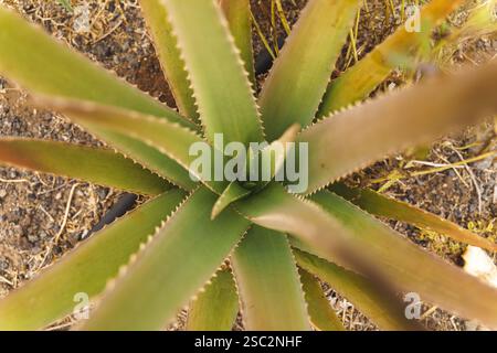 Ansicht von oben nach unten auf eine Aloe Vera Pflanze mit langen, gesprenkelten grünen Blättern, die nach außen strahlen. Hochwertige Fotos Stockfoto