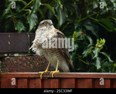 Männlicher Sparrowhawk 'Accipiter nisus' auf einem Gartenzaun in Somerset. In der Nähe eines Hauses und Vogelfütterung im Winter. Stockfoto