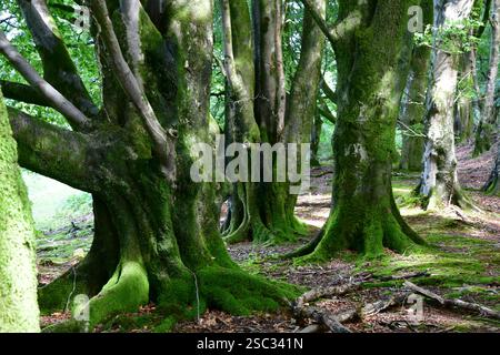 Moosbedeckte alte Buchen „Fagus sylvatica“ im Wald an der Grenze zu Somerset Wiltshire. Stockfoto