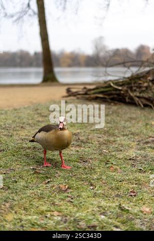 Ägyptische Gans (Alopochen aegyptiaca) auf einer gefrorenen Wiese im Park am See Stockfoto