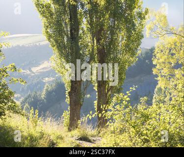 Hohe Bäume stehen anmutig, während das Sonnenlicht das üppige Grün in dieser ruhigen Bergkulisse erleuchtet. Stockfoto