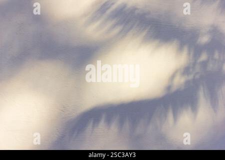 Schattensilhouette des Kokospalmenblattes auf weißem Hintergrund. Abstrakte Hintergrundbilder für den Sommer. Sommerferienkonzept. Natürliche Textur. Stockfoto