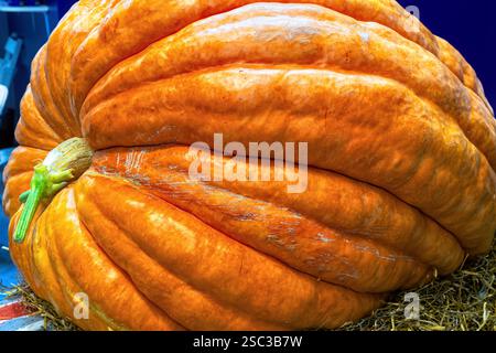 Riesenkürbis aus der Nähe auf der Bauernmesse. Stockfoto