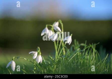 Elegante blühende Schneeglöckchen stehen auf einem lebhaften grünen Grasfeld, gefangen in schönem natürlichem Tageslicht vor einem ruhigen, verschwommenen Hintergrund Stockfoto