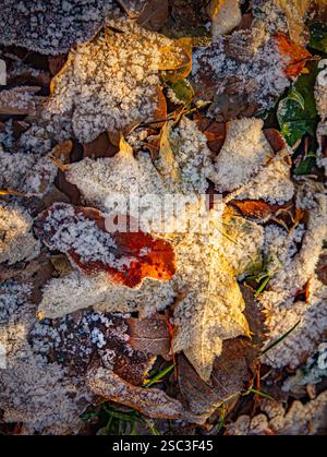Gefallene Blätter bedeckt mit Frostkristallen Stockfoto