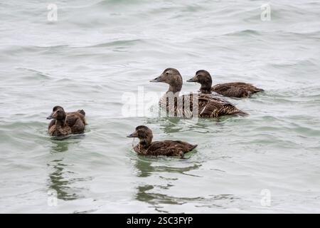 Weibliche Eiderente mit Jungen, Somateria mollissima, in der Bucht von Skaill, Orkney. Stockfoto