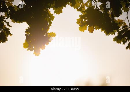 Goldenes Sonnenlicht durchströmt die zarten Blätter einer Eiche und strahlt ein warmes, heiteres Licht aus, das die ruhige Schönheit der Natur einfängt. Stockfoto