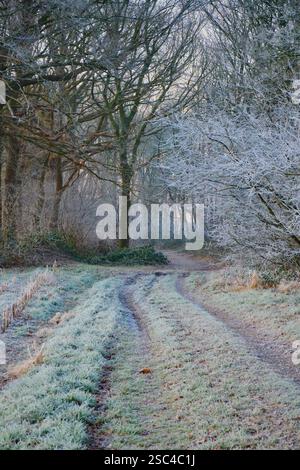 Ein ruhiger Wintermorgen auf einem Weg in der Nähe des niederländischen Dorfes Echten, heben sich die Bäume, bedeckt von Raureif, von den sanften Pastellfarben der s ab Stockfoto