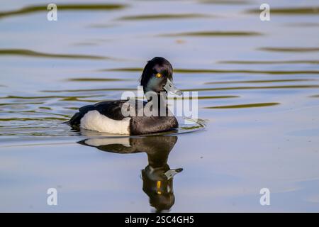 männliche Reiherenten Stockfoto