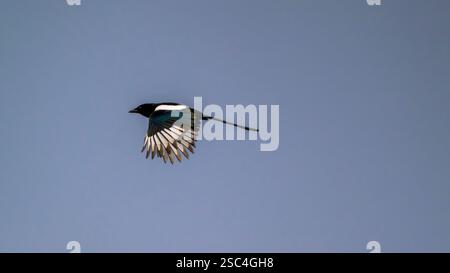 Eine eurasische Elster (Pica pica) fliegt über einem klaren blauen Himmel. Stockfoto