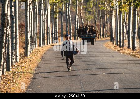 Eine Person läuft auf einer von Bäumen gesäumten Straße im ländlichen China, mit einem Wagen, der Baumstämme im Hintergrund trägt. Stockfoto