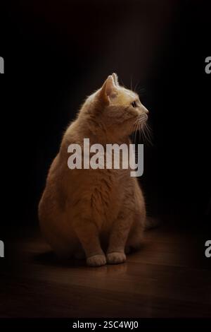Große gelbe Katze in einem dunklen Raum im Scheinwerferlicht, seitliches Porträt Stockfoto