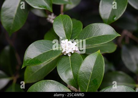 Osmanthus-Duftmakro. Kleine weiße Blumen auf einem Zweig im Garten. Der Duft von Osmanthusblüten wird in der Parfümerie verwendet. Stockfoto
