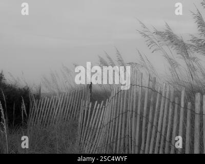 Verwitterter Holzzaun schlängelt sich durch Sanddünen mit schwebendem Hafer in einer nebeligen Küstenlandschaft in Schwarz-weiß. Stockfoto