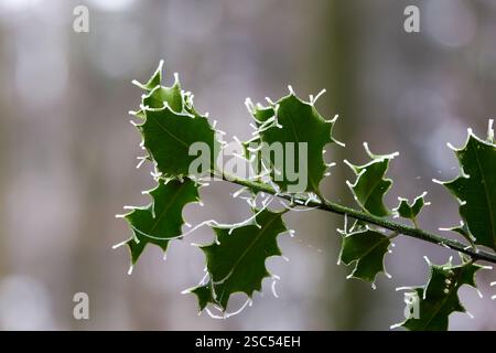 Ilex aquifolium, die stechpalme, die stechpalme, die englische stechpalme, die Europäische stechpalme, oder gelegentlich ist die weihnachtsbaumholzfamilie eine blühende Pflanzenart in der Familie Stockfoto