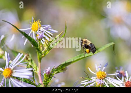 Eine Hummel mit Pollenbeinen schwebt in der Nähe wilder Astern auf einer sonnendurchfluteten Wiese und unterstreicht die Schönheit der Bestäubung und das empfindliche Gleichgewicht der Natur. Stockfoto
