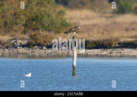 Raubvogel Osprey (Pandion haliaetus) essen gefangenen Fisch, in den sardischen Sümpfen. Italien. Stockfoto