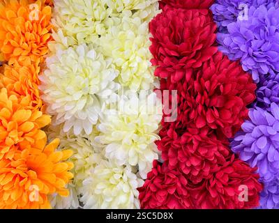 Nahaufnahme, eine Reihe von bunten Chrysanthemen-Blüten oder Chrysanthen genannt. Von weiß, rosa, lila, orange bis blaue Farbe. Blorale Chrysantheme Stockfoto