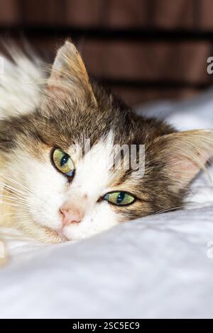 Das Bild zeigt eine Katze auf einem Bett und hebt Details wie Schnurrbart, Ohren und Fell hervor. Es ist ein fleischfressendes Tier aus der Familie Felidae, das klein ist Stockfoto