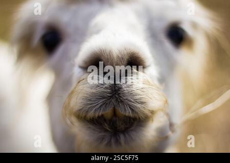 Nahaufnahme des Gesichtes eines Alpakas mit Fokus auf Nase und Mund. Das Bild zeigt die weiche, flauschige Textur des Alpakapelzes um Nase und Mund. Stockfoto