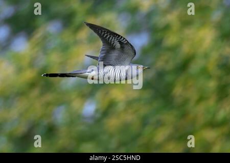 Gemeiner Kuckuck (Cuculus canorus), erwachsener Mann, der im Frühjahr im Wald fliegt Stockfoto