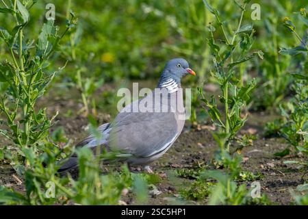 Gemeine Holztaube (Columba palumbus), die im Frühjahr auf dem Boden auf dem Feld auf der Suche ist Stockfoto