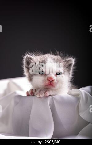 Dieses Foto zeigt ein entzückendes, winziges Kätzchen mit einer Mischung aus weißem und grauem Fell. Stockfoto