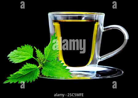 Brennnesseltee in der transparenten Tasse auf schwarzem Hintergrund Stockfoto