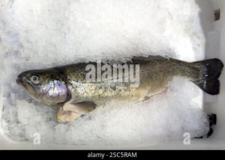 Forelle Weißfleischige (Salmo trutta fario) Braune Forelle auf Eis in Kühltheke Fischtheke aus Fischhandel, Lebensmittelhandel, Whol Stockfoto