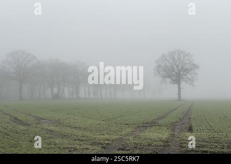 Herbstliche winterliche Nebellandschaft mit dichtem Nebelfeld darauf einzelner Baum ohne Blätter im Hintergrund Bäume ohne Blätter am Niederrhein, Norden Stockfoto