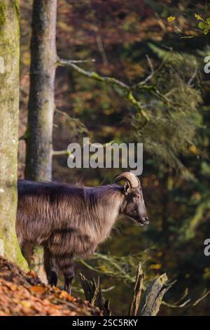 Ein männlicher Himalaya-Tahr (Hemitragus jemlahicus) steht an einem steilen Felshang. Im Hintergrund befindet sich ein dichter Herbstwald Stockfoto