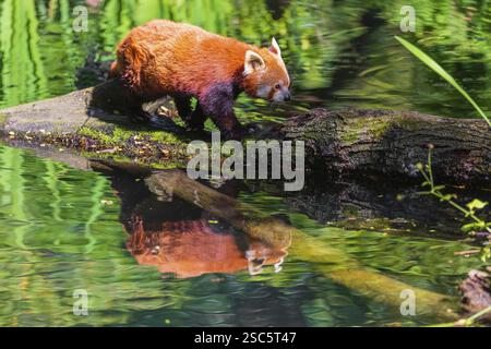 Ein roter Panda, Ailurus fulgens, balanciert über einem Baumstamm, der im Wasser liegt Stockfoto