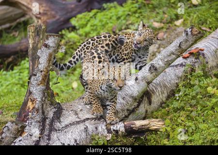 Zwei jaguar Jungen (Panthera onca), 4 Monate alt, spielen auf einem verfaulten Baumstamm Stockfoto