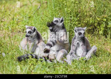 Drei RingelschwanzLemuren (Lemur catta) sitzen auf einer grünen Wiese und genießen den Sonnenschein Stockfoto