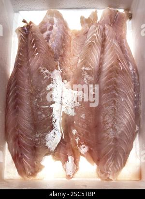 Lake Victoria Barsch (Lates niloticus) Lake Victoria Barsch auf Eis in Kühltheke Fischtheke vom Fischhändler Fischhandel, Lebensmittelhandel, Großhandel Stockfoto