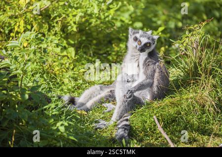 Zwei RingschwanzLemuren (Lemur catta) sitzen im grünen, hohen Gras und genießen die Sonne Stockfoto