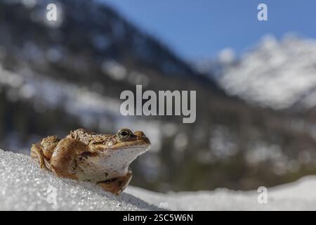 Ein gemeiner Frosch, Rana temporaria, sitzt im frühen Frühjahr auf Schnee und geht zum Paarungsteich. Berge im fernen Hintergrund Stockfoto