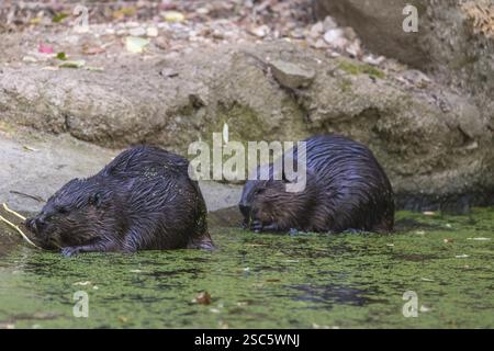 Zwei nordamerikanische oder kanadische Biber, Castor canadensis, sitzen an Land und nagen an einem Zweig Stockfoto