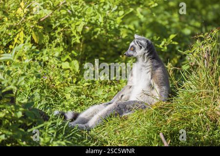 Ein Ringschwanzlemur (Lemur catta) sitzt im grünen, hohen Gras und genießt die Sonne Stockfoto