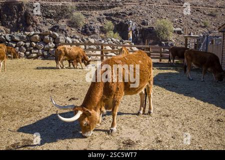 Texas Longhorn Vieh weidet auf einer Weide. Konzentrieren Sie sich auf eine Kuh mit großen, gebogenen Hörnern. Ländliche oder landwirtschaftliche Umgebung. Perfekt für Rinder, Landwirtschaft oder na Stockfoto