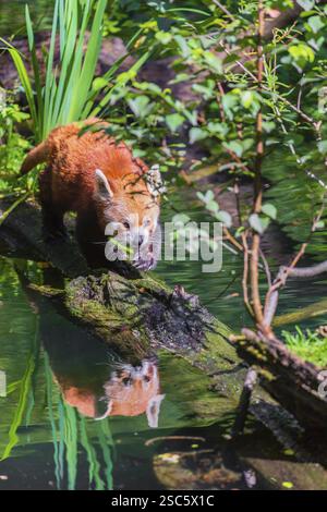Ein roter Panda, Ailurus fulgens, balanciert über einem Baumstamm, der im Wasser liegt Stockfoto