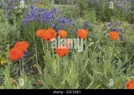 Blühende Papaver rhoeas (Mohn, Maismohn, Maisrose, Feldmohn, Flandermohn oder Rotmohn) in der Tschechischen Republik Stockfoto