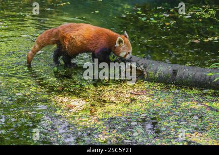 Ein roter Panda, Ailurus fulgens, balanciert über einem Baumstamm, der im Wasser liegt Stockfoto