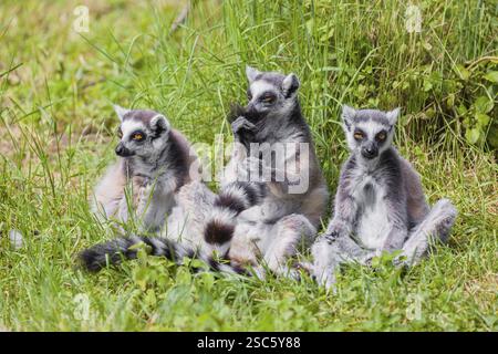Drei RingelschwanzLemuren (Lemur catta) sitzen auf einer grünen Wiese und genießen den Sonnenschein Stockfoto