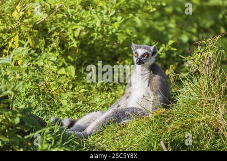 Ein Ringschwanzlemur (Lemur catta) sitzt im grünen, hohen Gras und genießt die Sonne Stockfoto