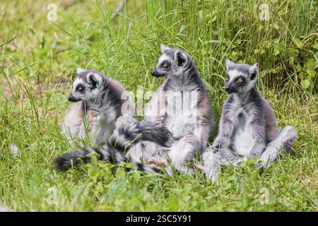 Drei RingelschwanzLemuren (Lemur catta) sitzen auf einer grünen Wiese und genießen den Sonnenschein Stockfoto
