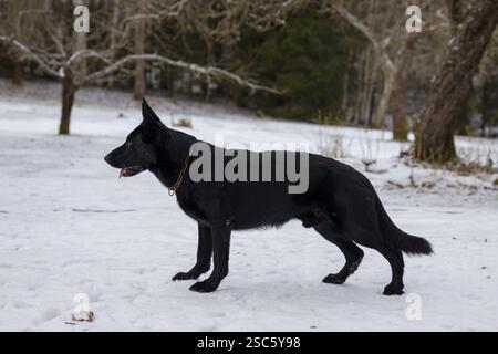 Schwarzer Hund Deutscher Schäferhund, der mit der Zunge aus dem Schnee steht. Goldener Kragen. Winterkulisse. Stockfoto