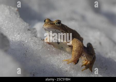 Ein gemeiner Frosch, Rana temporaria, sitzt im frühen Frühjahr auf Schnee und geht zum Paarungsteich Stockfoto